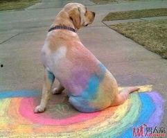 彩虹图片 搞笑,一场视觉与笑点的奇幻之旅