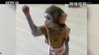 网红直播养猴,揭秘网络红人的生态宠儿养成记